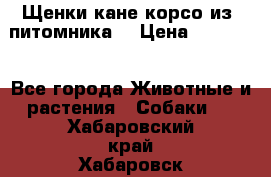 Щенки кане корсо из  питомника! › Цена ­ 65 000 - Все города Животные и растения » Собаки   . Хабаровский край,Хабаровск г.